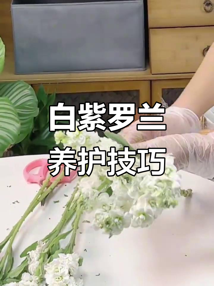 白色紫罗兰养护全攻略,教你如何让它更美丽