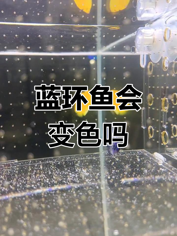 白尾蓝环幼鱼成长记录,一年后能变样吗?