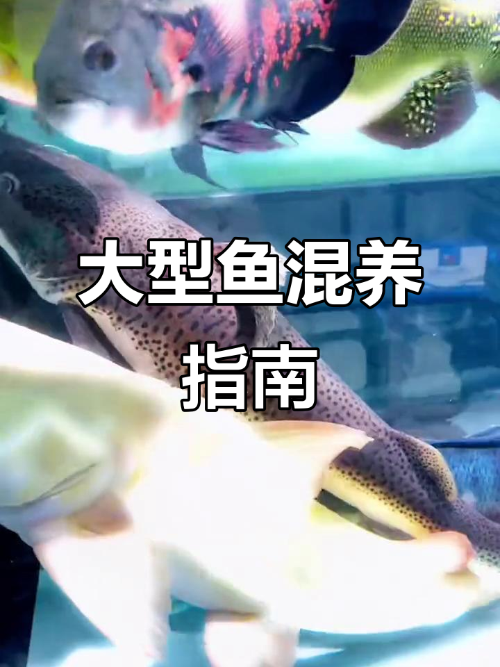 埃及神仙鱼与大型混养技巧，打造热带水族新体验