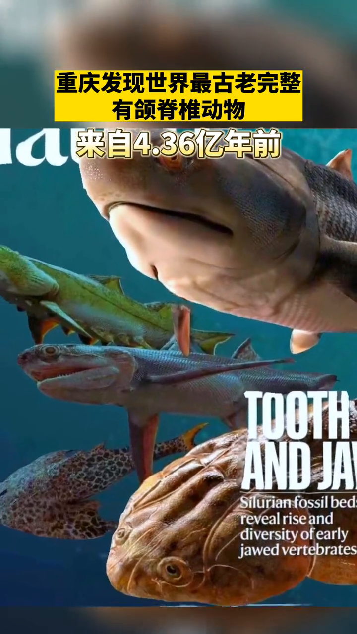 古鱼化石复原视频!重庆发现世界最古老完整有颌脊椎动物