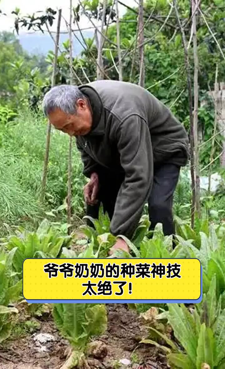 爷爷奶奶的种菜神技,太绝了!