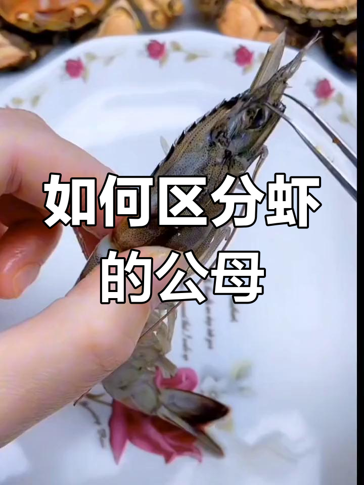 分辨虾公母,教你一招轻松辨别