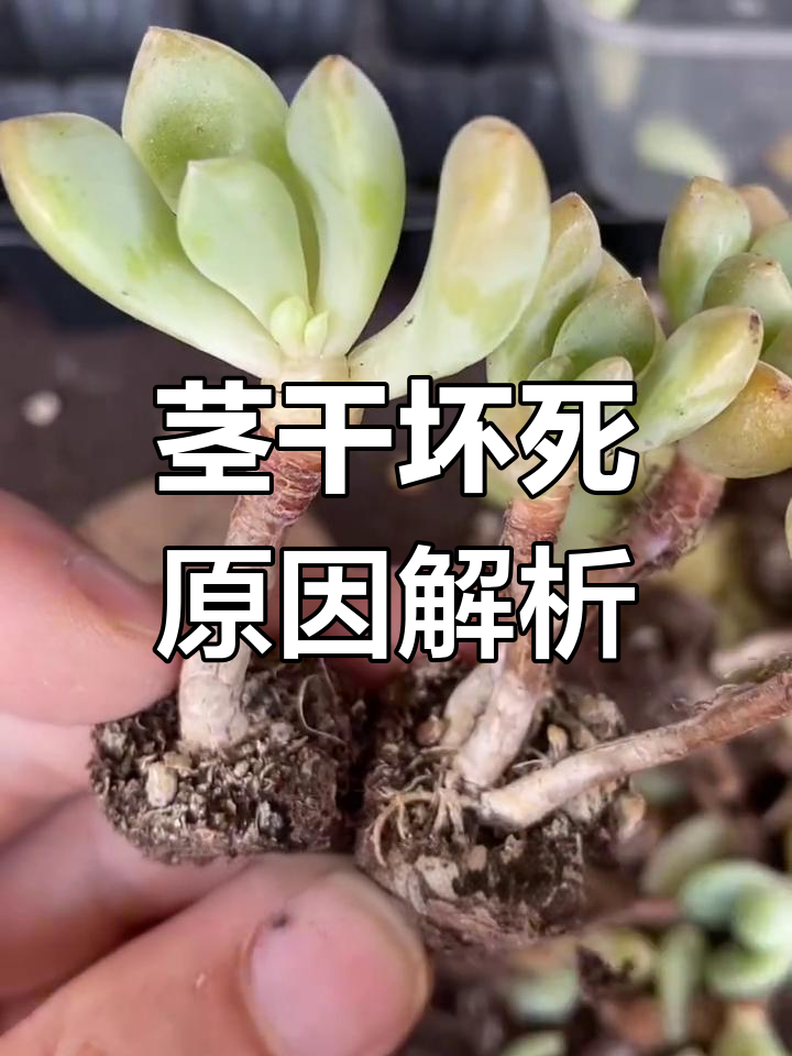 多肉植物茎杆萎缩腐烂的原因分析