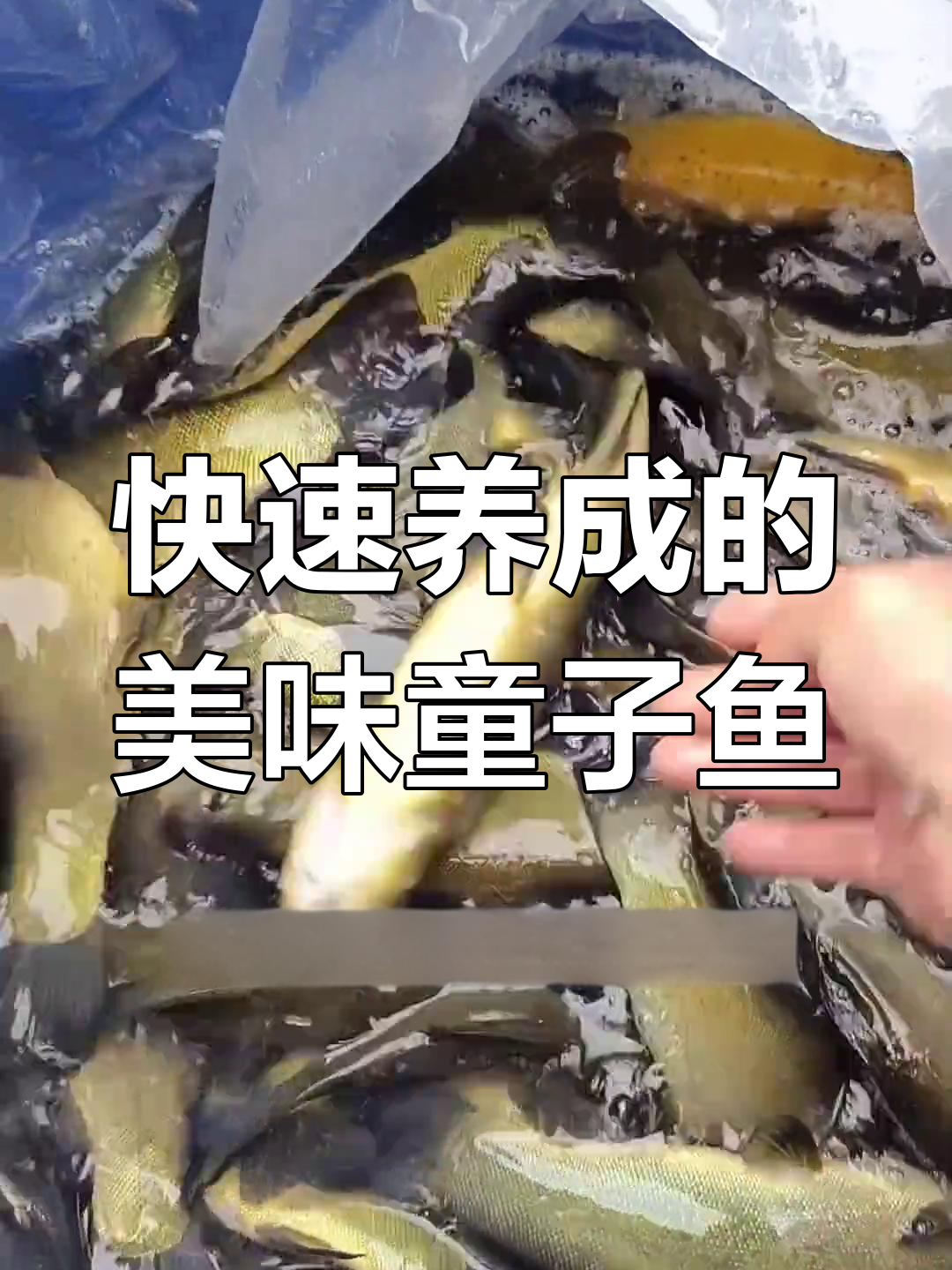 丁桂鱼养殖:耐寒抗氧,南北皆宜