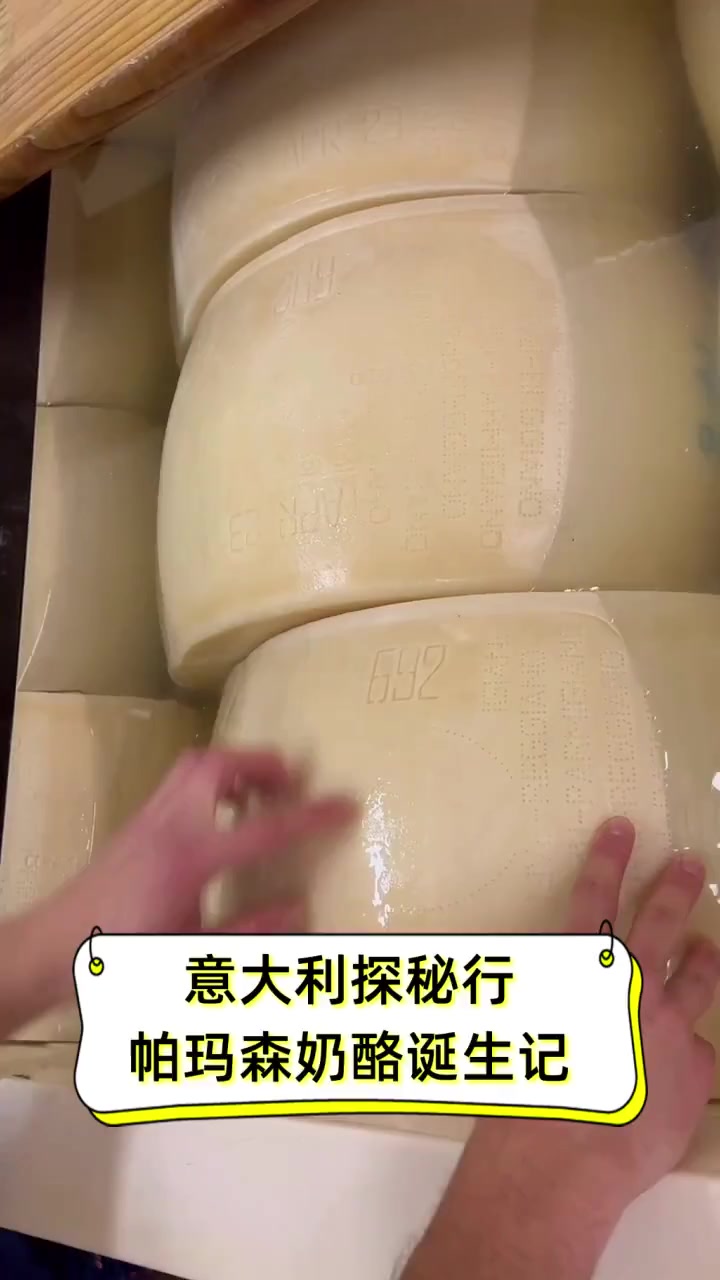 意大利探秘行,帕玛森奶酪诞生记