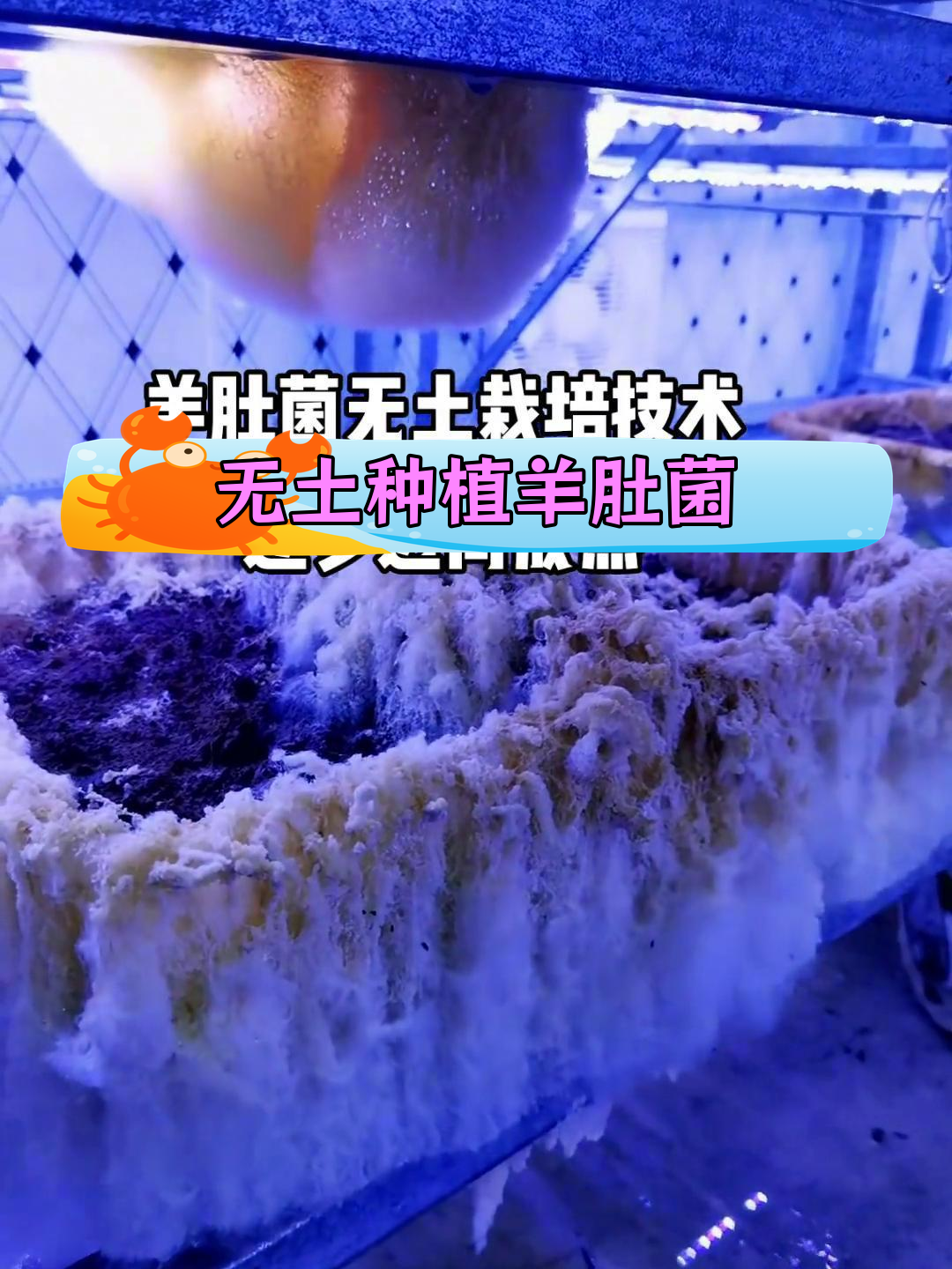 羊肚菌无土栽培试验全纪录