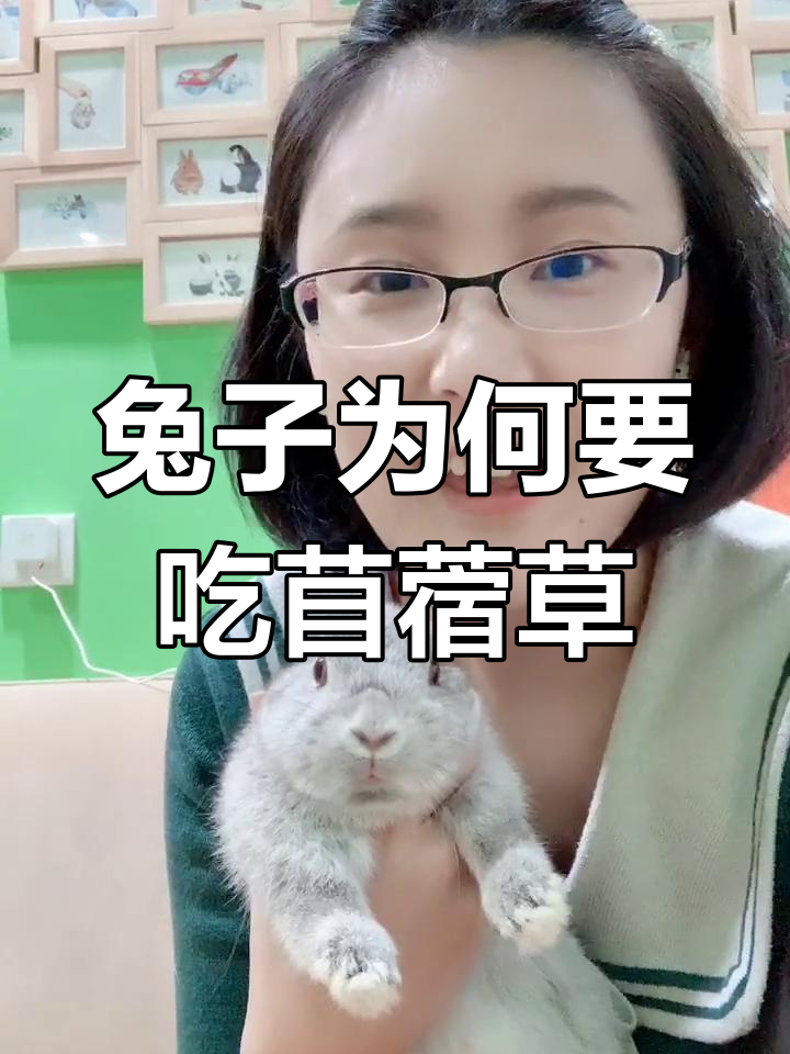 兔子何时需要吃苜蓿草?这五种情况必须了解