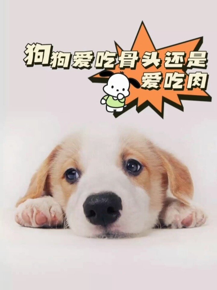 狗狗爱吃骨头还是爱吃肉