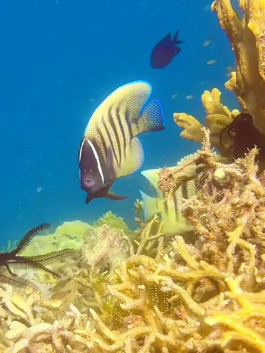 海底世界鱼群五彩斑斓,宛如蔚蓝天空的星辰,在深邃的海洋中自由穿梭。奇妙的海洋生物 一起看看