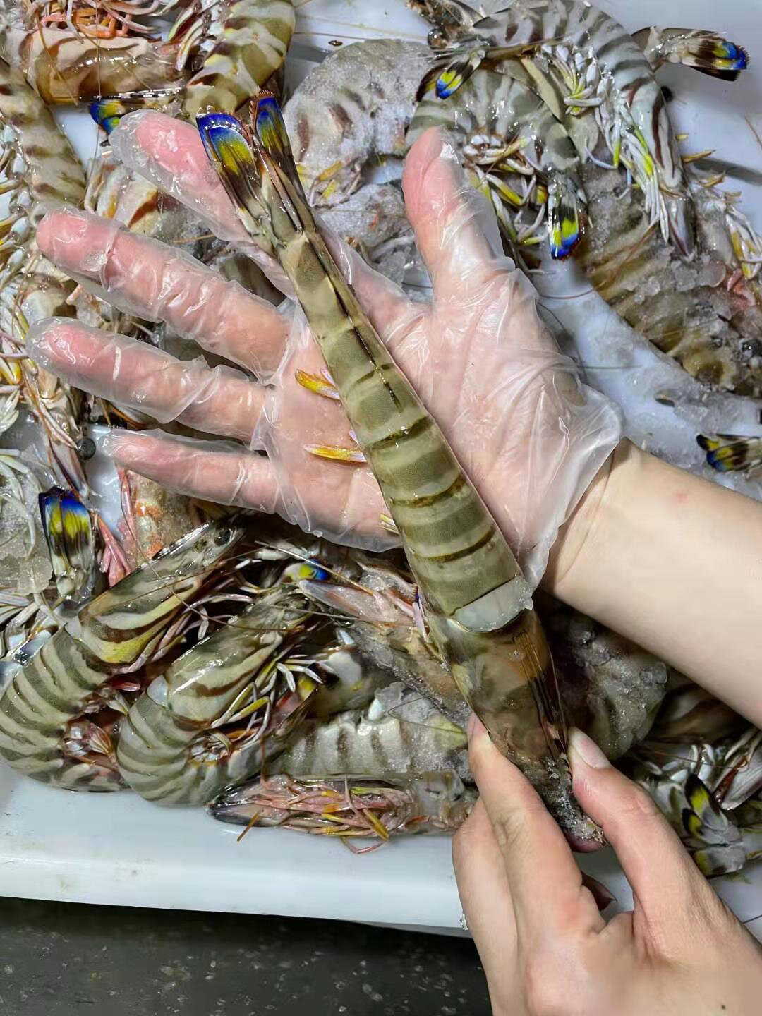 一款沿海公认最好吃的虾-舟山大竹节虾野生