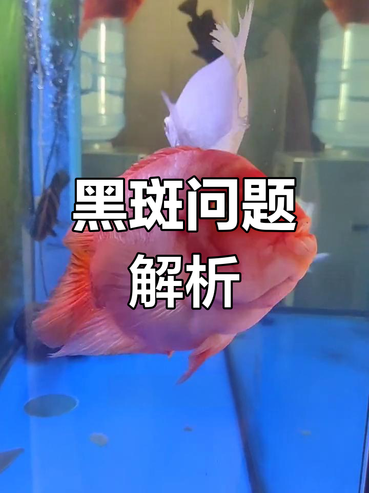 鱼体黑斑原因及应对方法