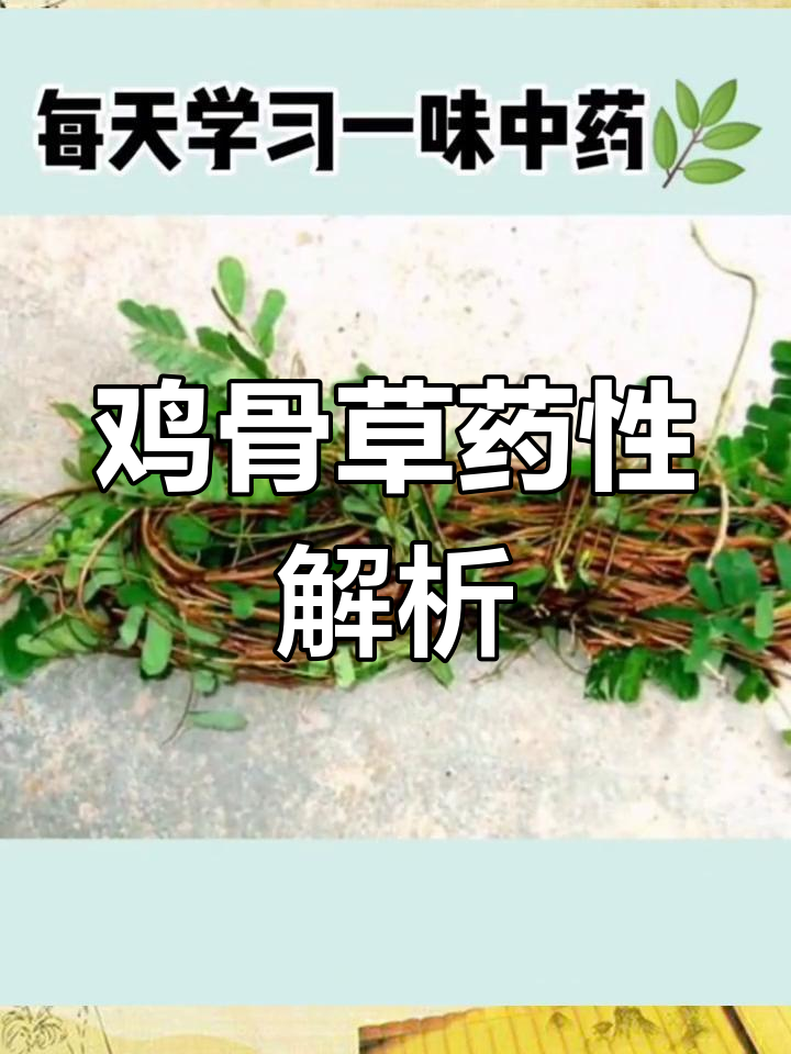 鸡骨草的药用功效与注意事项