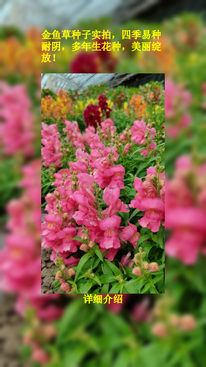 金鱼草种子实拍,四季易种耐阴,多年生花种,美丽绽放!