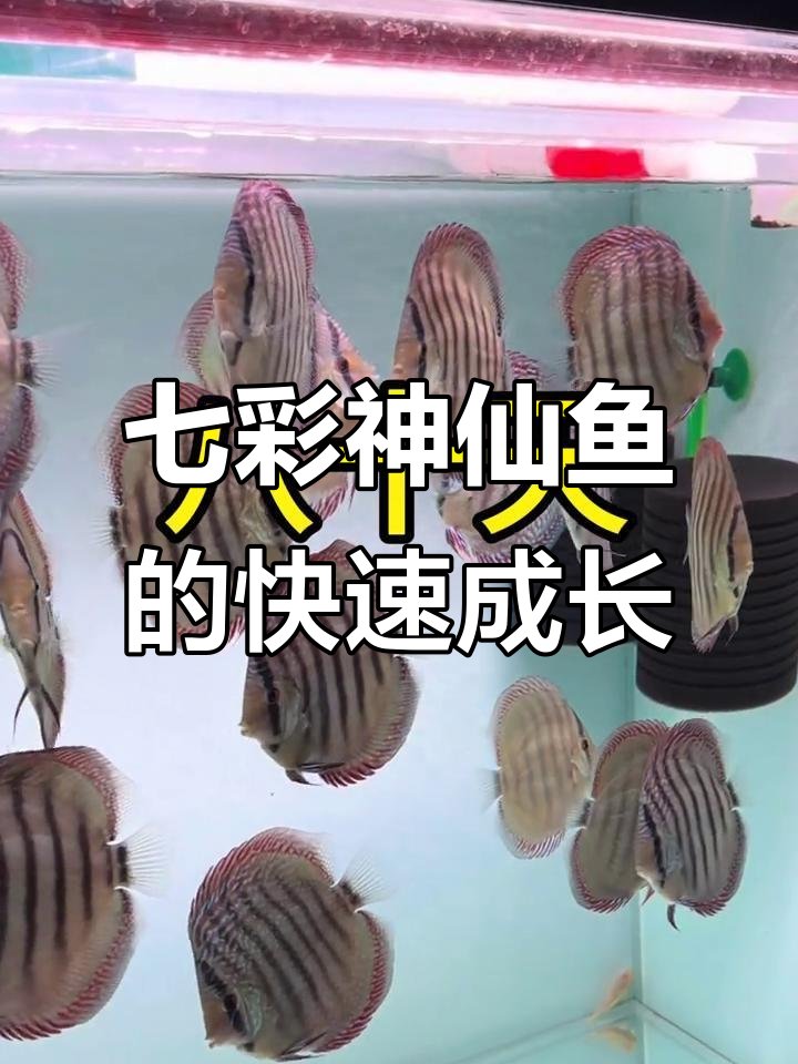 七彩神仙鱼从2公分到10公分的成长全过程，生长速度惊人