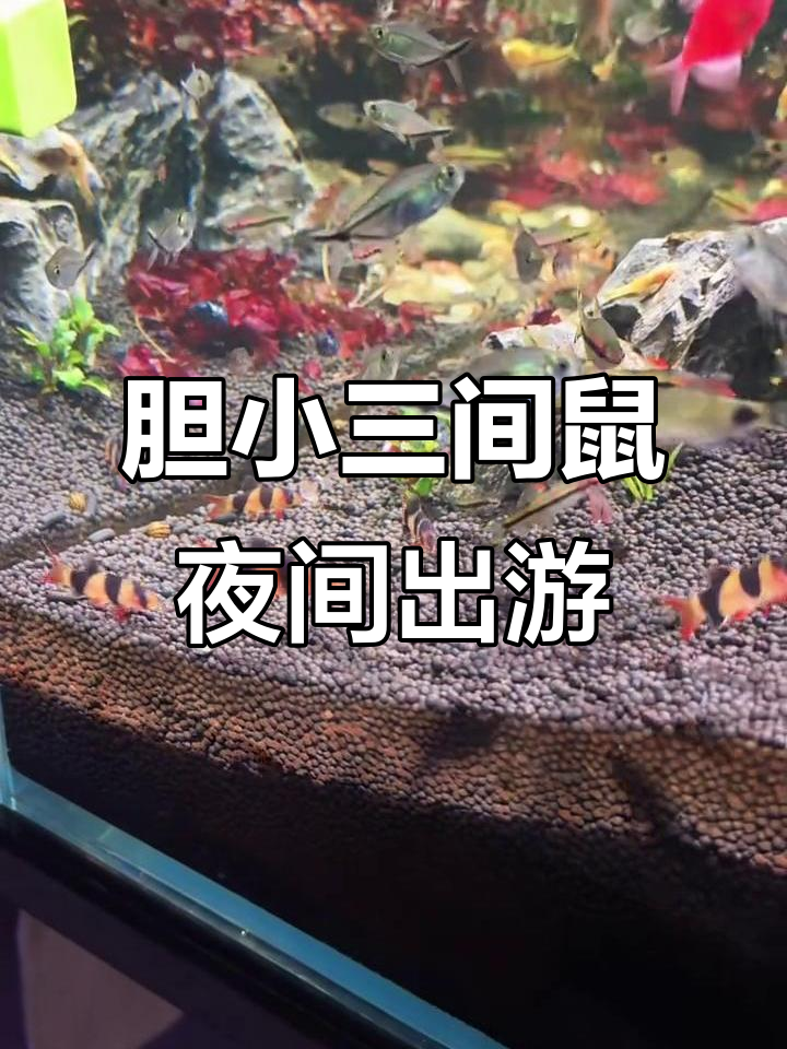 三间鼠鱼胆怯又可爱,夜晚才敢出来玩耍