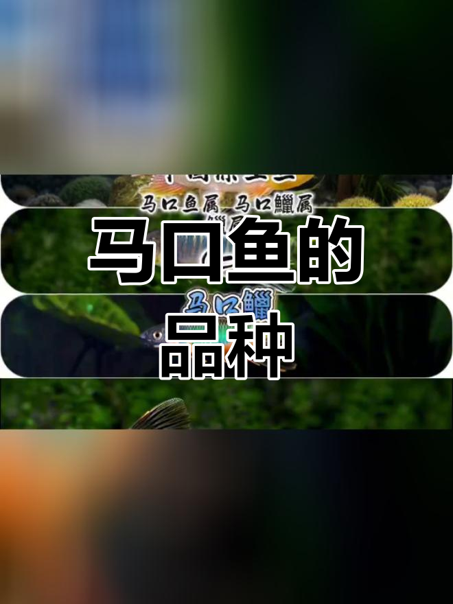 中国原生马口鱼种类解析