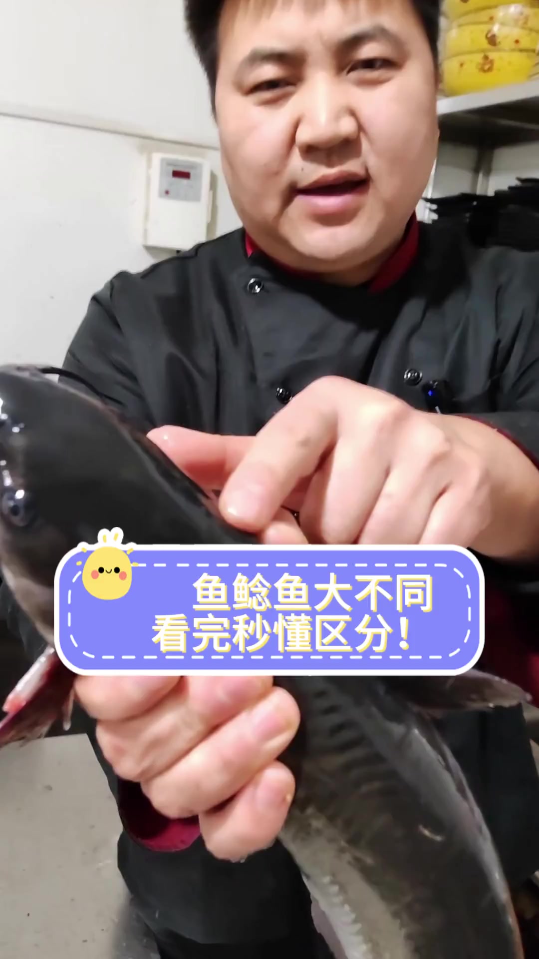 鱼鲶鱼大不同,看完秒懂区分!