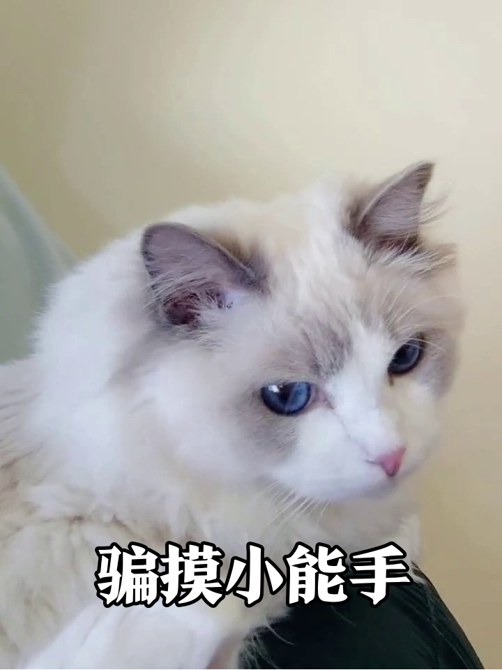 布偶猫为骗摸撒娇卖萌,蓝眼睛一眨心都化了