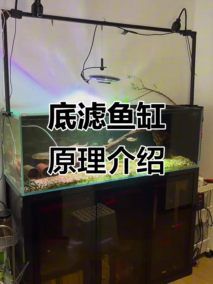 底部过滤鱼缸原理解析：如何高效工作