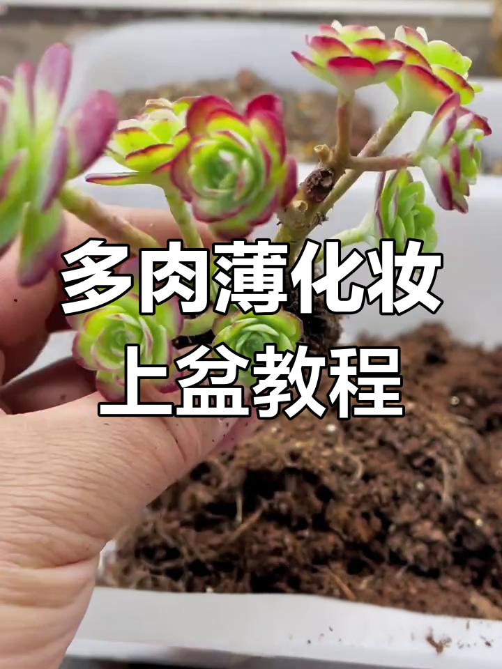薄化妆多肉上盆技巧,仙气十足的小老桩养护全攻略