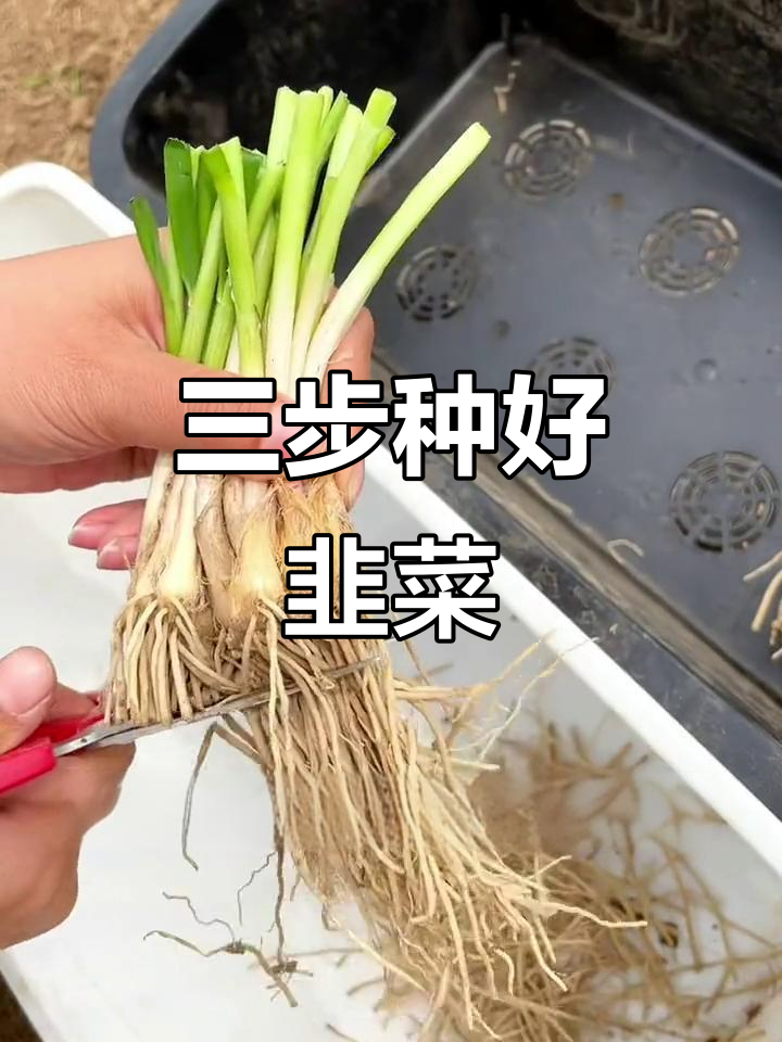 韭菜根种植三步走，轻松搞定！