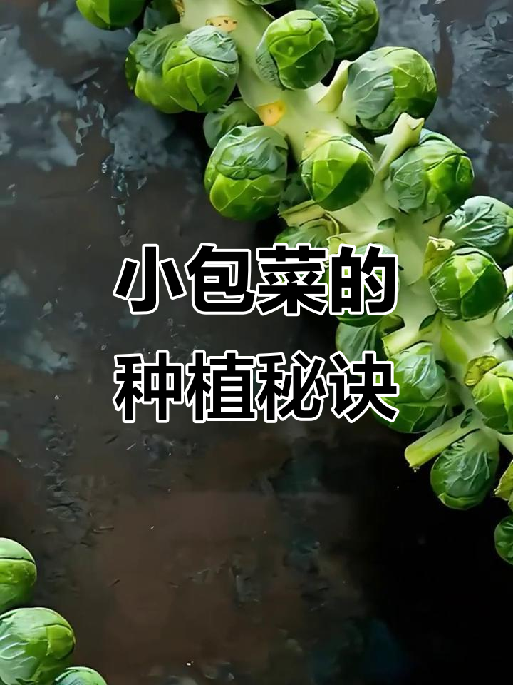 孢子甘蓝种植技巧,轻松收获营养满满的小包菜!