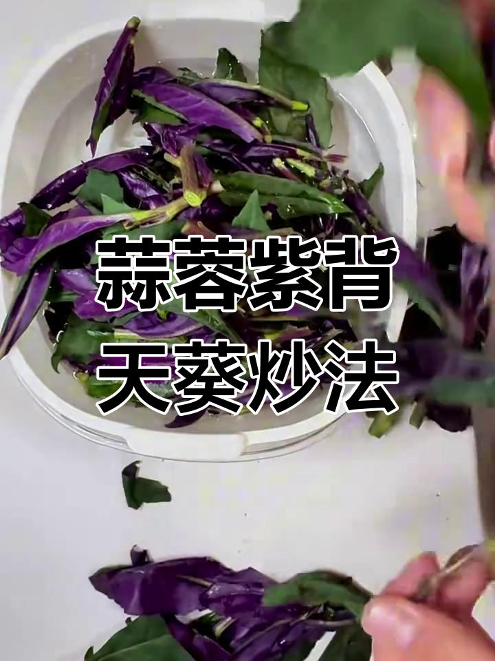 蒜蓉紫背天葵炒出芥末味,像红菜苔但口感差些