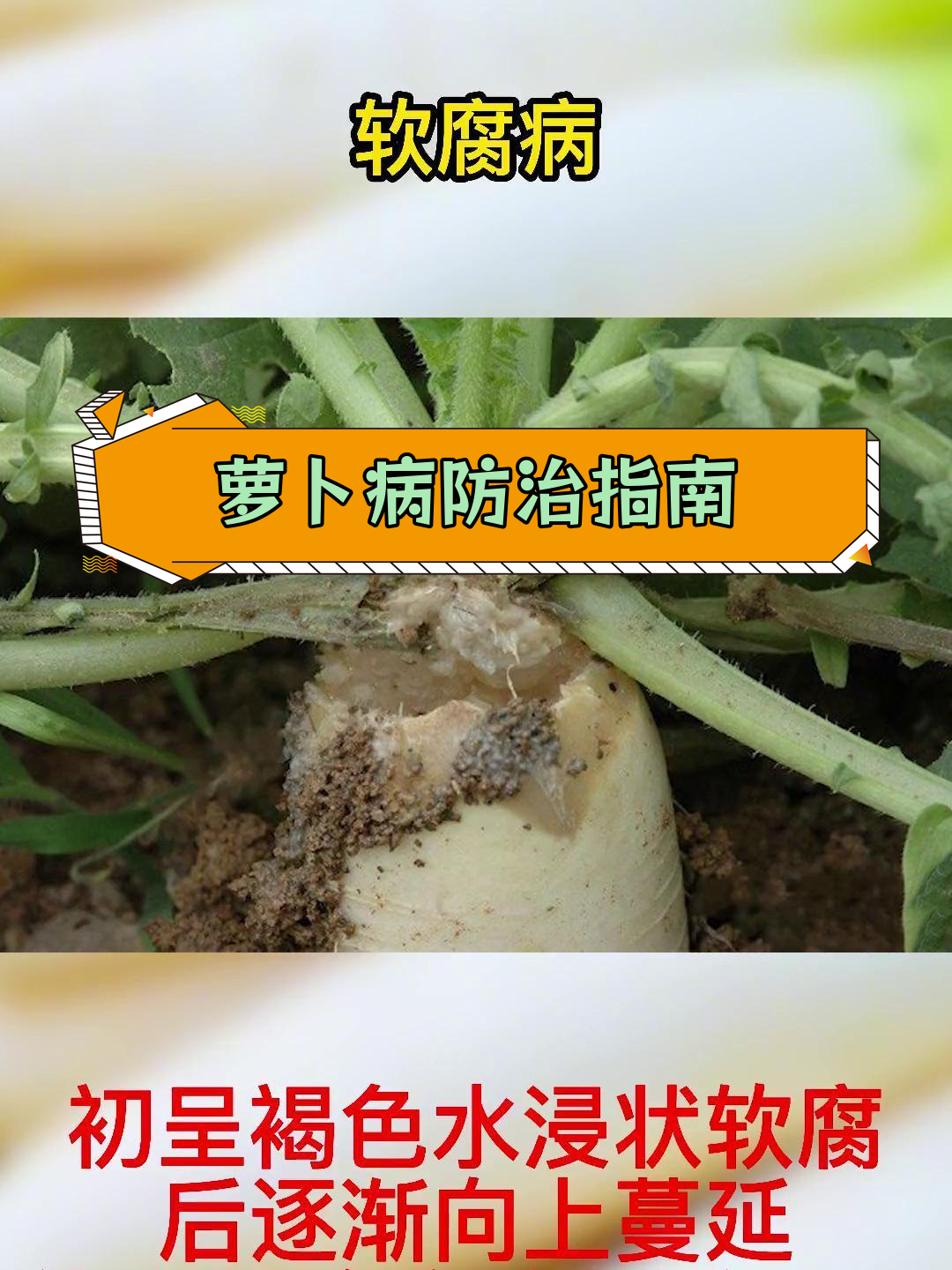 萝卜常见病害及防治方法