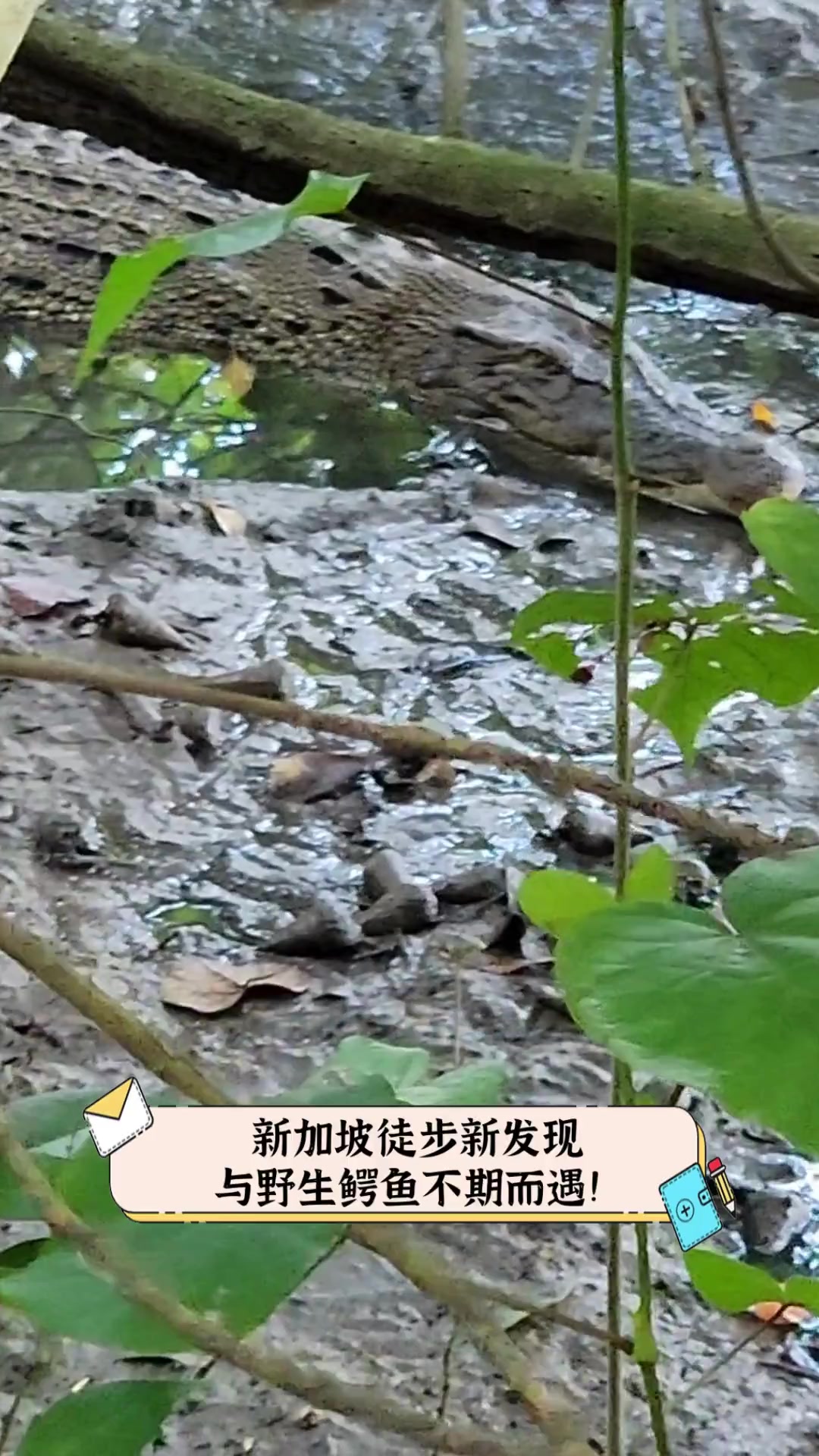 新加坡徒步新发现,与野生鳄鱼不期而遇!