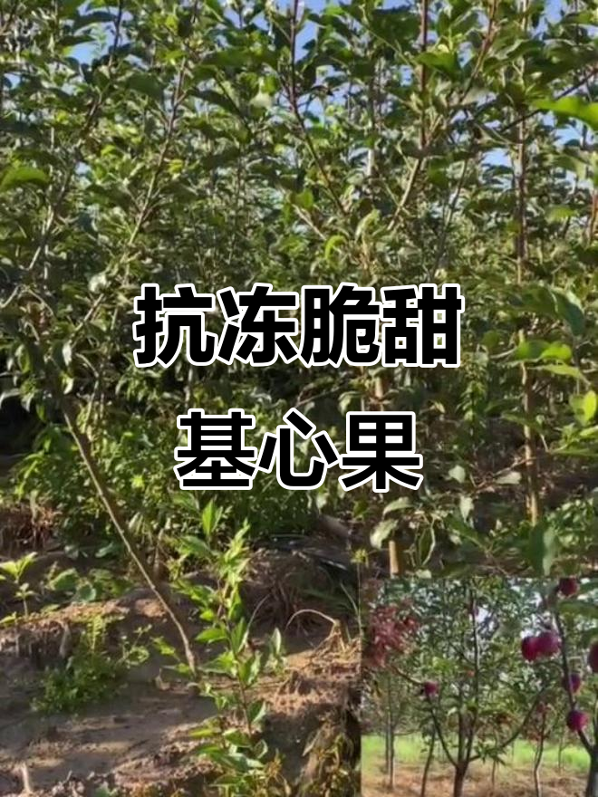 鸡心果：脆甜耐寒，南北皆宜的优质小果树