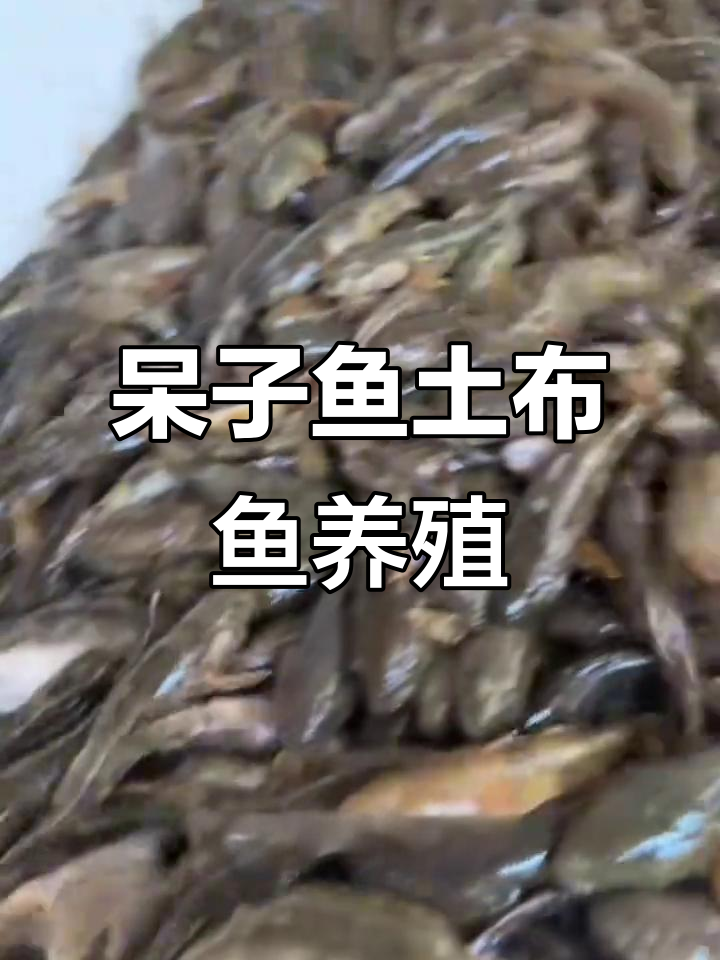 沙塘鳢虎头鲨:肉质鲜嫩,养殖简单,市场前景火爆