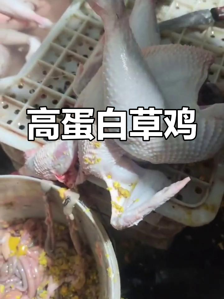 跑山小草鸡:高蛋白美味,山林散养更健康