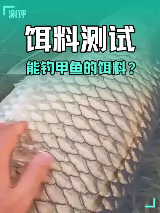 测试五年最为震惊的饵料!居然能钓甲鱼!老鬼方块饵实测!