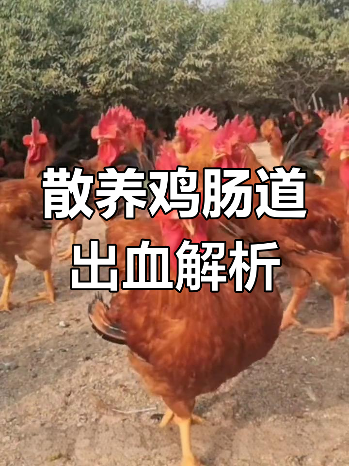 散养鸡出现密密麻麻出血点,原来是这种细菌引起的肠炎