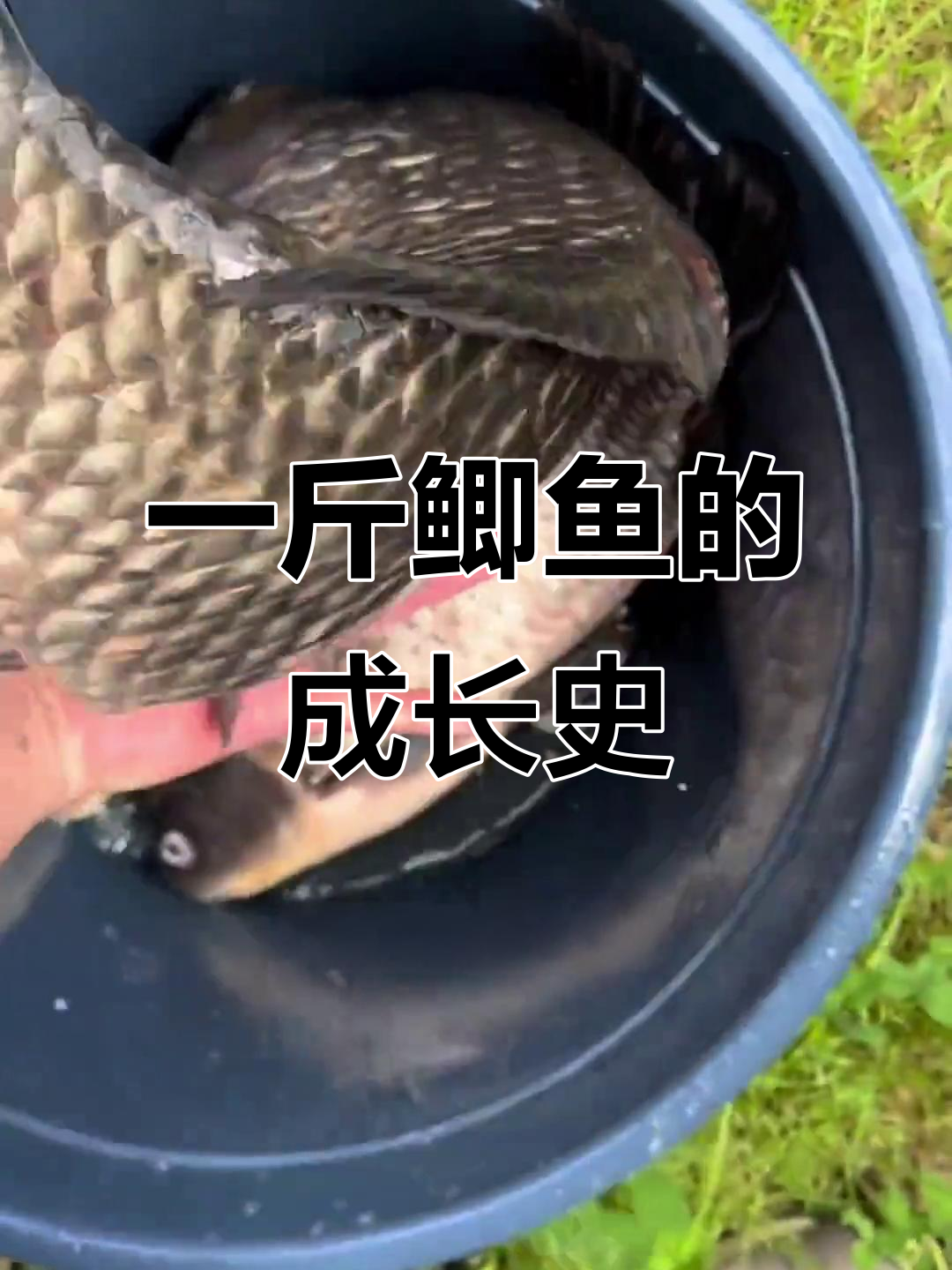 鲫鱼能活多久?从一斤到长成需要五年