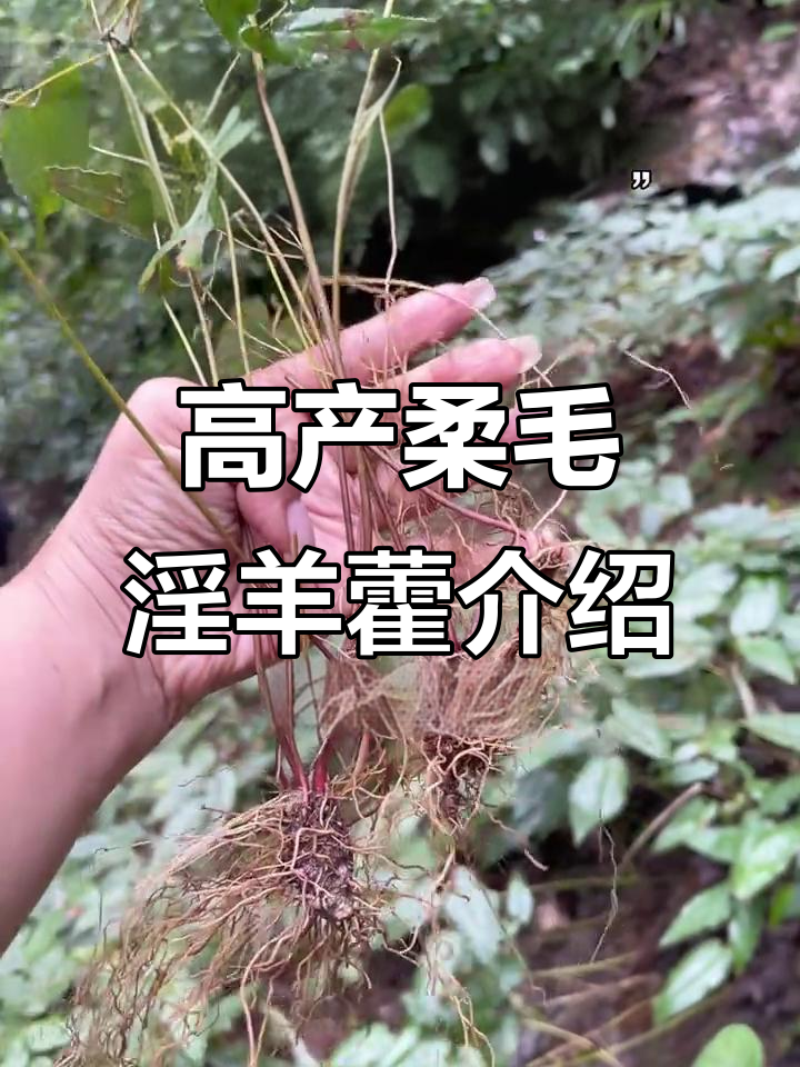 高产柔毛淫羊藿种植基地,成年分株苗品质解析