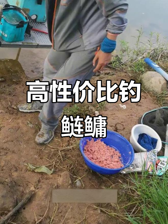 鲢鳙钓鱼饵料,性价比高才是王道!