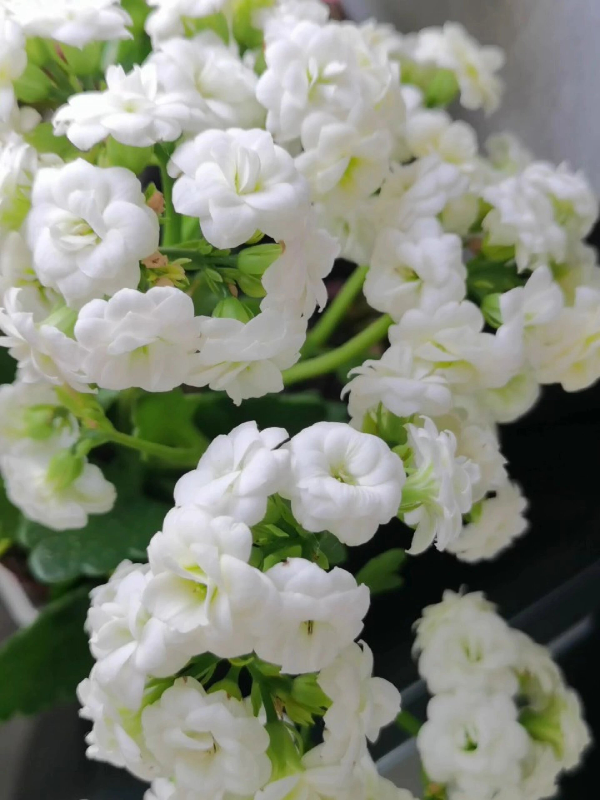 长寿花香草冰淇淋