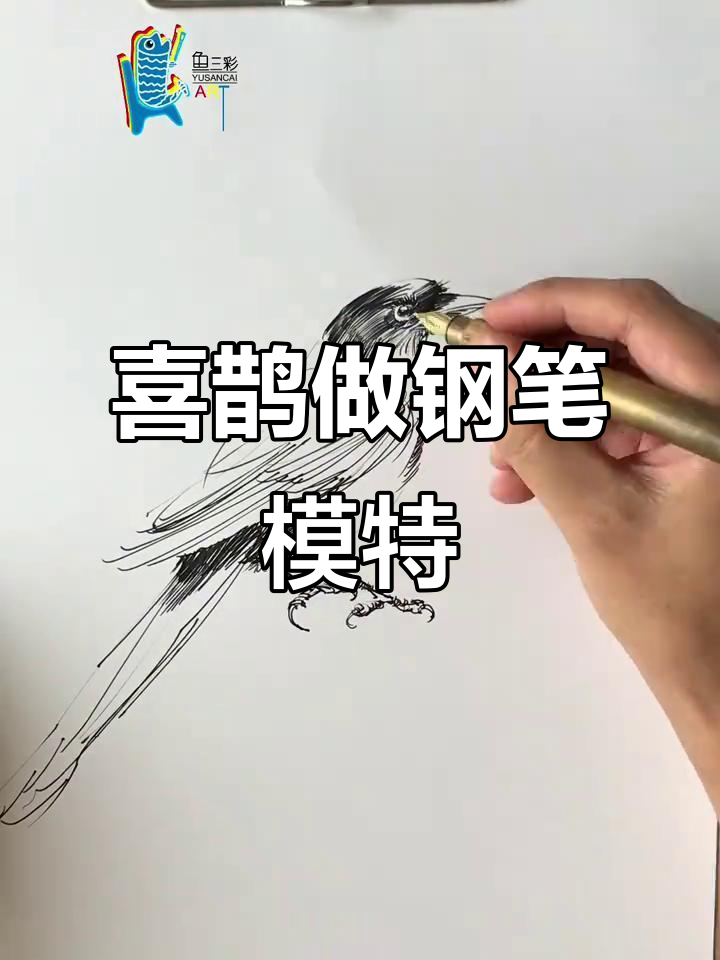 喜鹊先生来当模特,钢笔画速写挑战