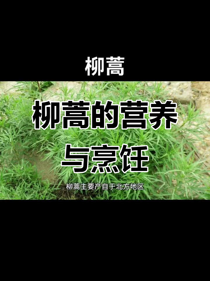 柳蒿:北方常见野菜,营养丰富又药用