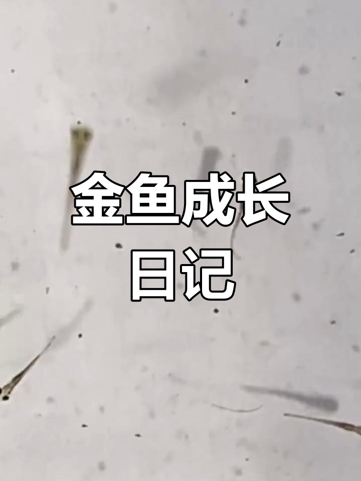 金鱼成长记录:从卵到成鱼的4个月变化