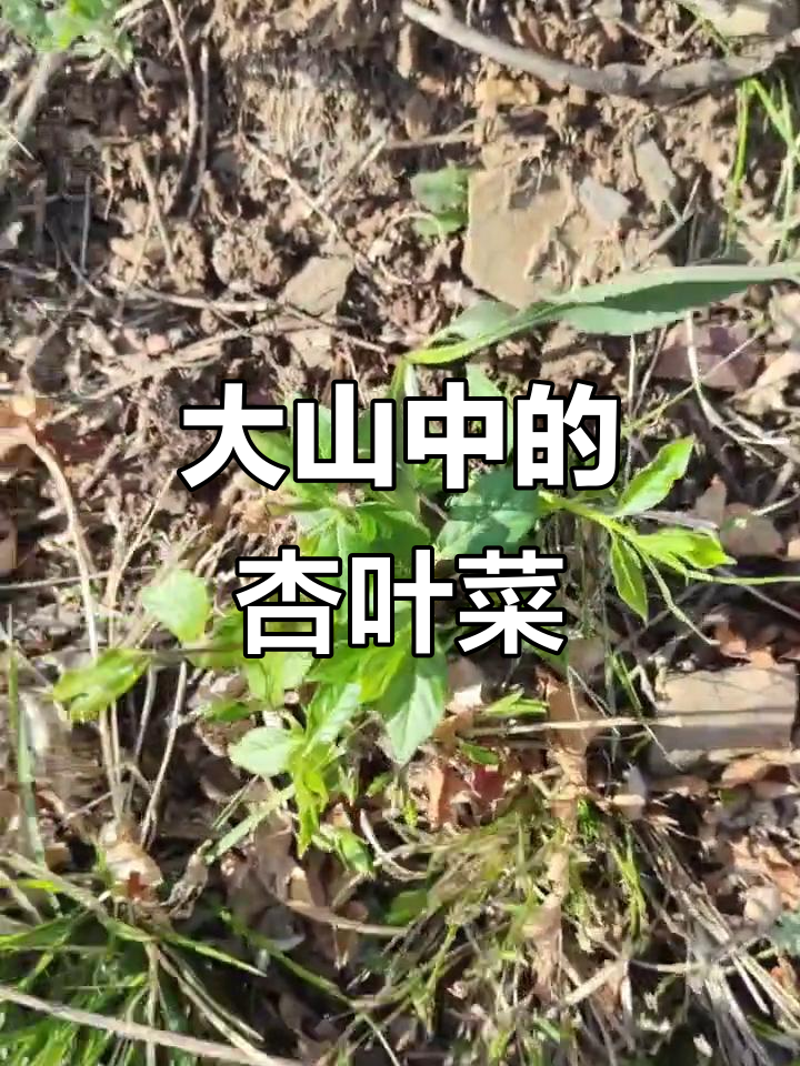 探秘大山里的“杏叶菜”,你尝过吗?