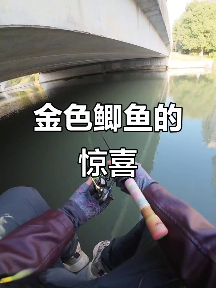 没想到竟是鲫鱼,金色传说卷尾惊艳登场!