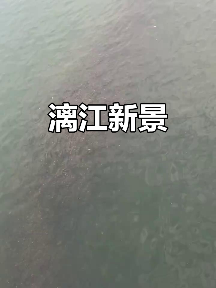 漓江鱼群如海,水质提升,桂林美景迎接全球游客