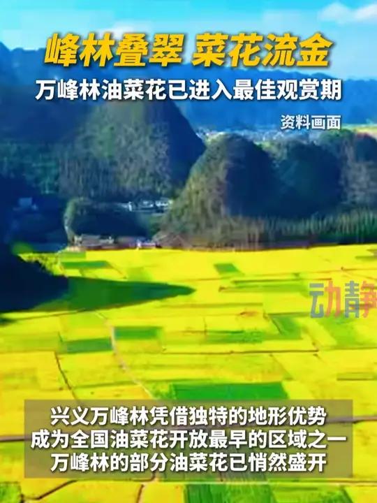峰林叠翠 菜花流金 万峰林油菜花已进入最佳观赏期