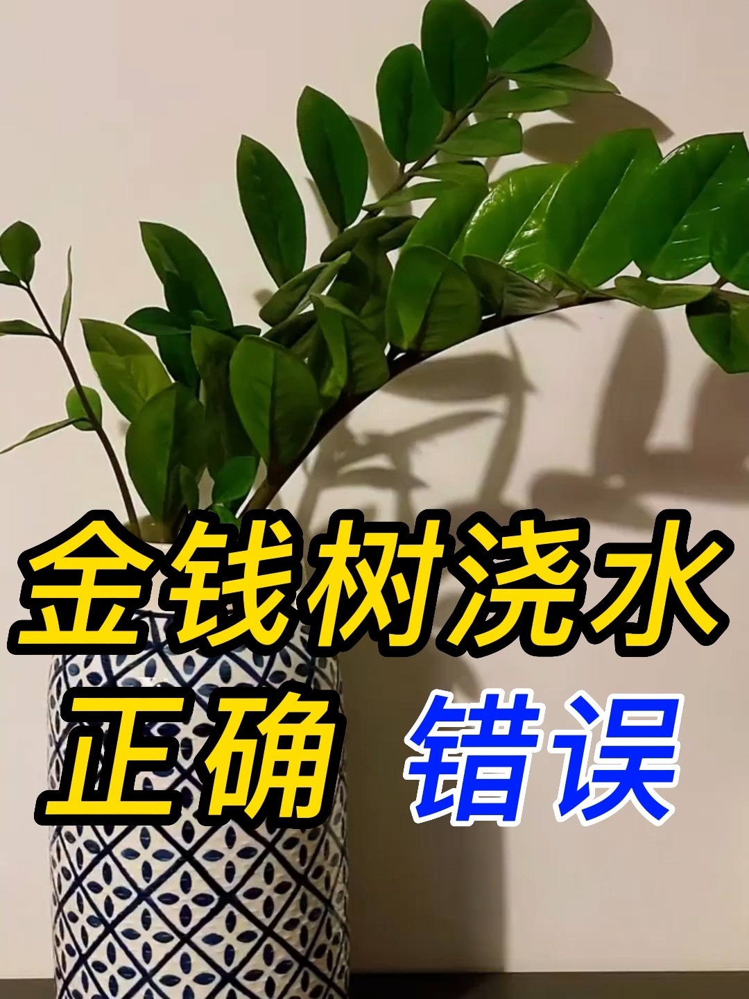 金钱树浇水的正确方式