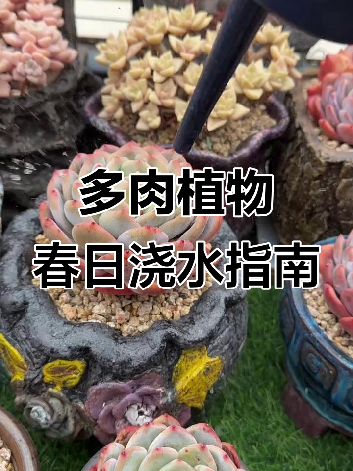 春季多肉养护技巧:如何应对缺水与干燥天气