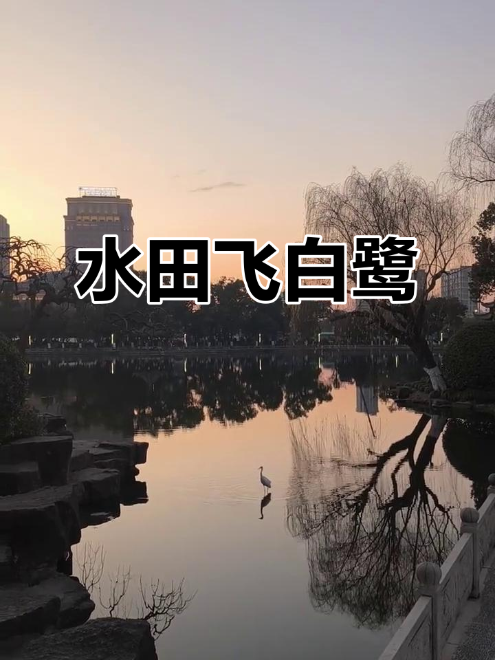 漠漠水田,白鹭飞翔,感受自然之美