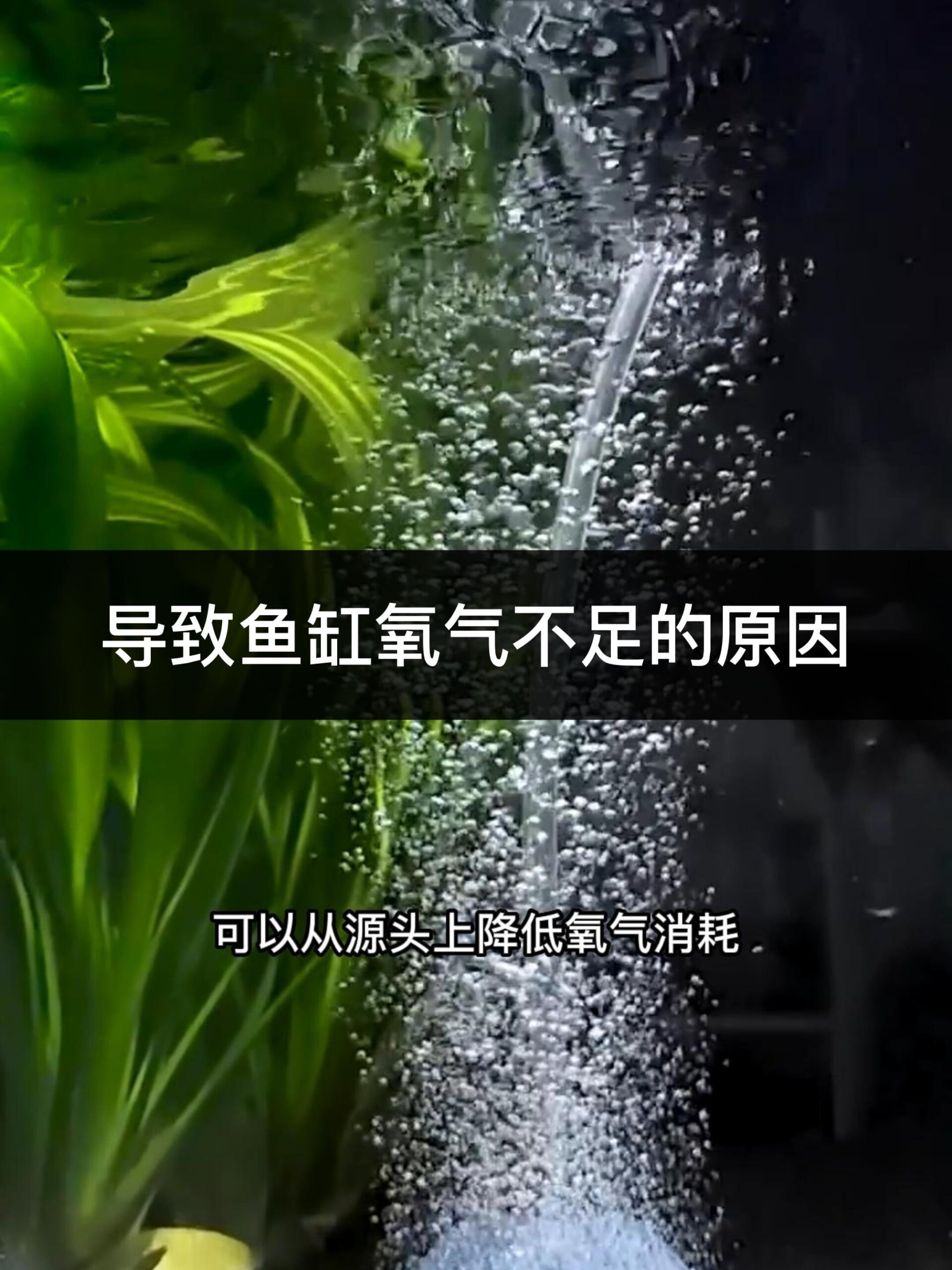 鱼缸缺氧用这3个办法给它补充