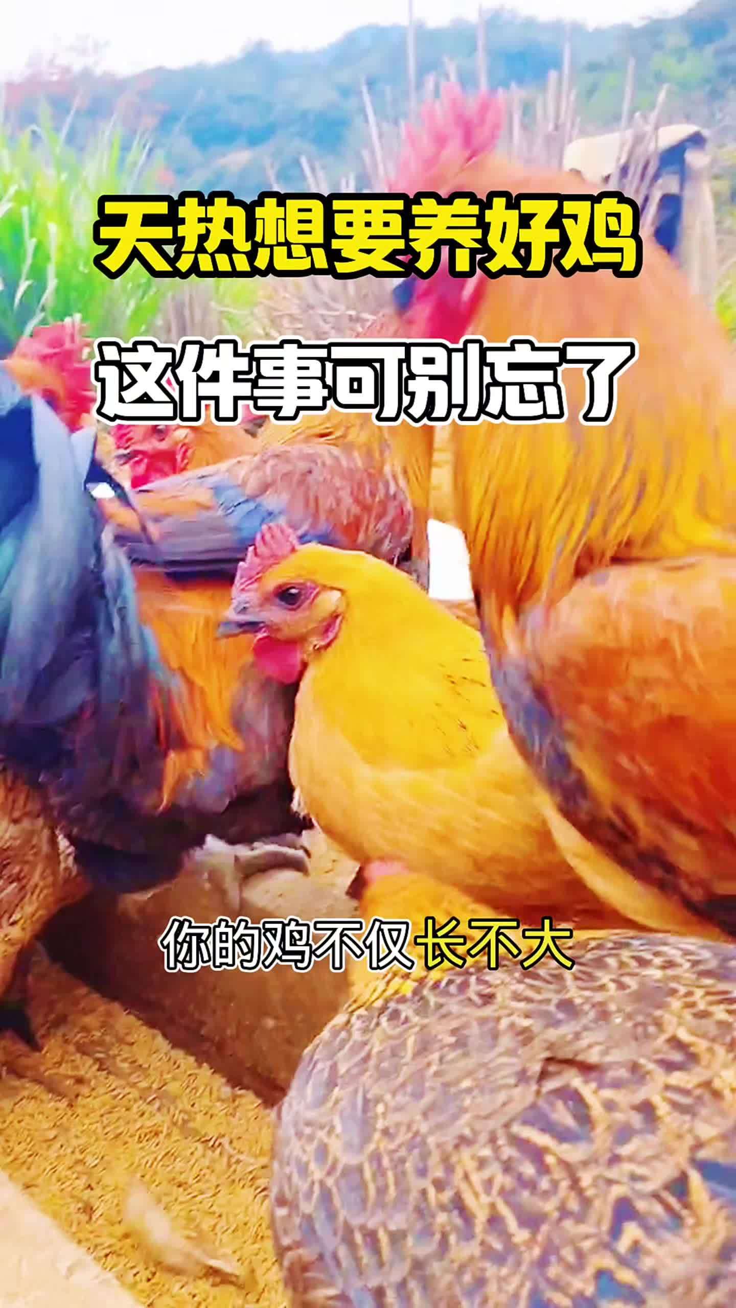 养鸡 散养土鸡 养鸡技术 鸡病防治 养鸡场